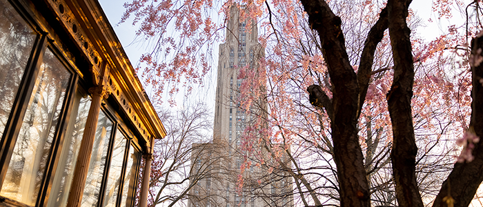 The Cathedral of Learning behind the William Pitt Union and a blooming tree