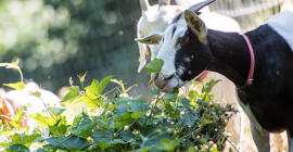 goats eating plants